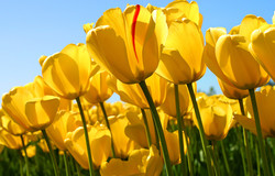 Medium fill f6cc1ae54f tulips