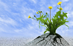 Medium fill 3b32bd17c5 resilience and the gift of failure 722x406 1
