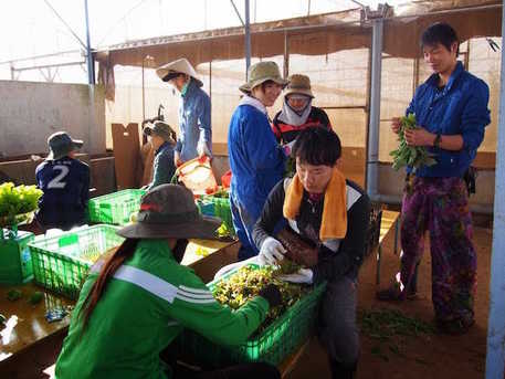 村おこしボランティア【ベトナム コース】